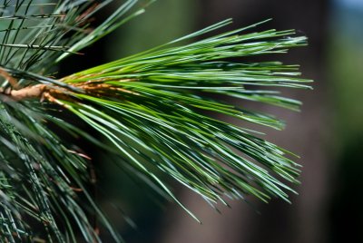 Pinus ayacahuite - borovice mexická - jehlice